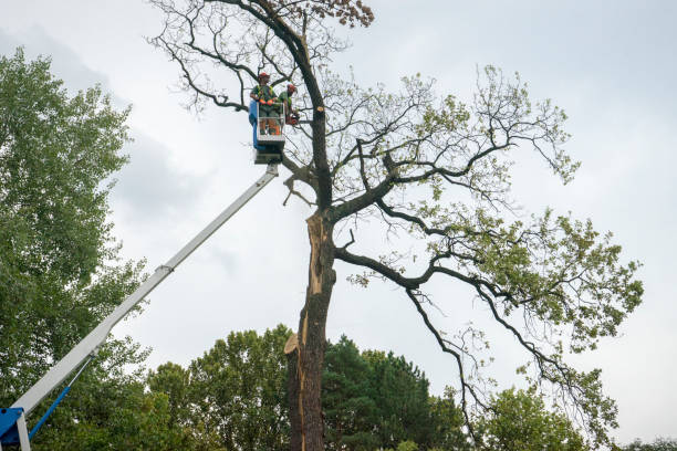 Tree and Shrub Care in East Harwich, MA