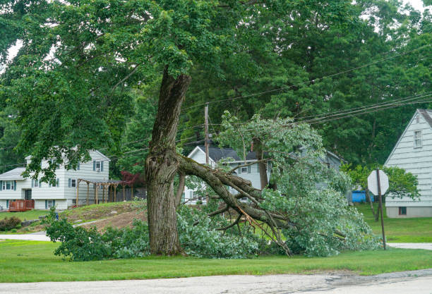 Best Tree Mulching  in East Harwich, MA