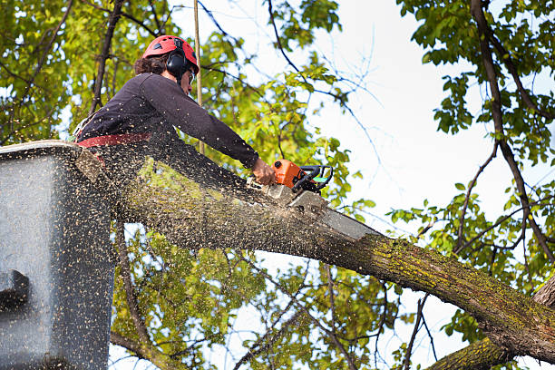 How Our Tree Care Process Works  in  East Harwich, MA