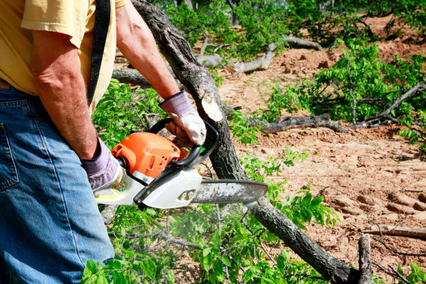 Trusted East Harwich, MA  Tree Services Experts